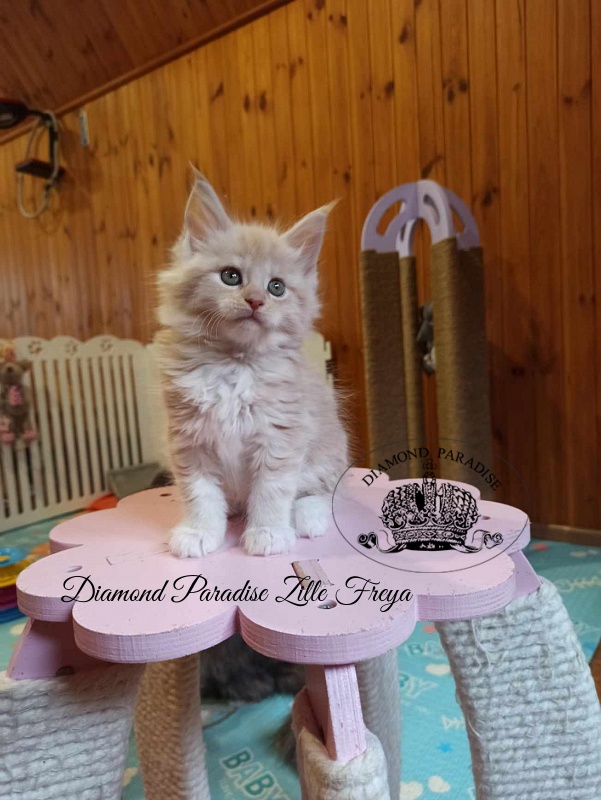 Diamond Paradise Zille Freya - Kitten maine-coon 1 month 2 weeks