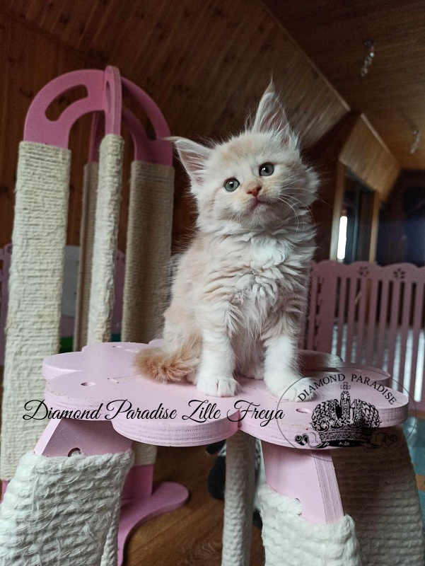 Diamond Paradise Zille Freya - Kitten maine-coon 1 month 2 weeks