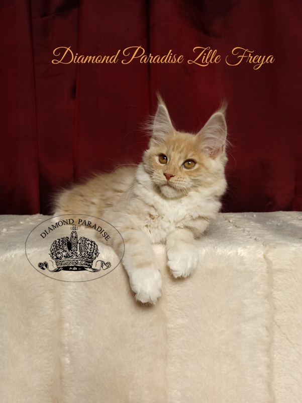 Diamond Paradise Zille Freya - Kitten maine-coon 3 months 1 week