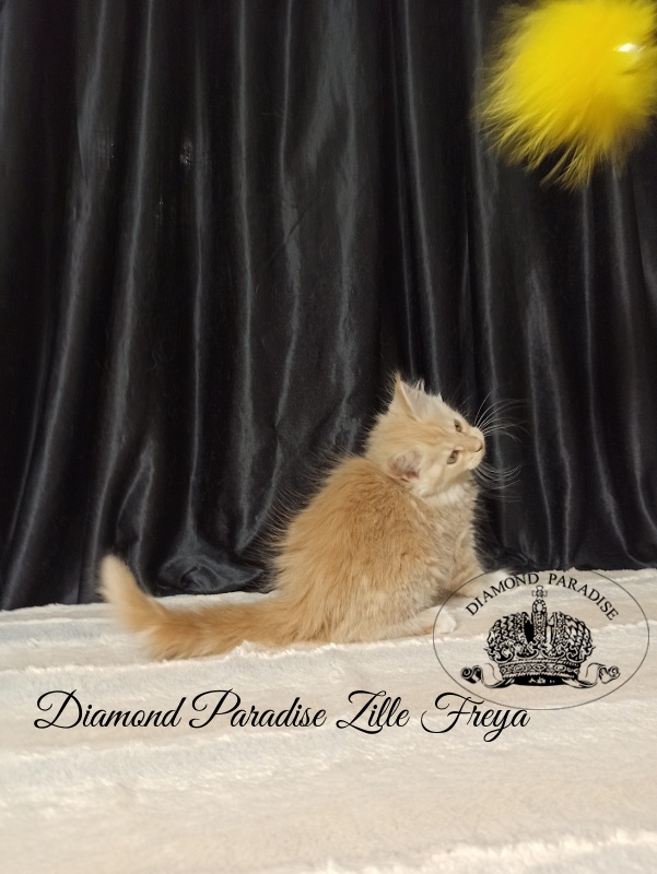 Diamond Paradise Zille Freya - Kitten maine-coon 2 months
