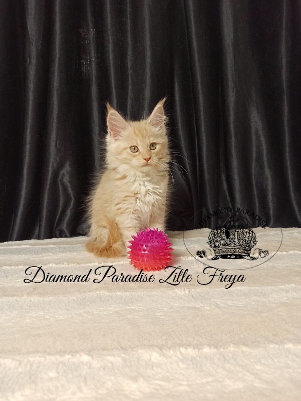 Diamond Paradise Zille Freya - Kitten maine-coon 2 months