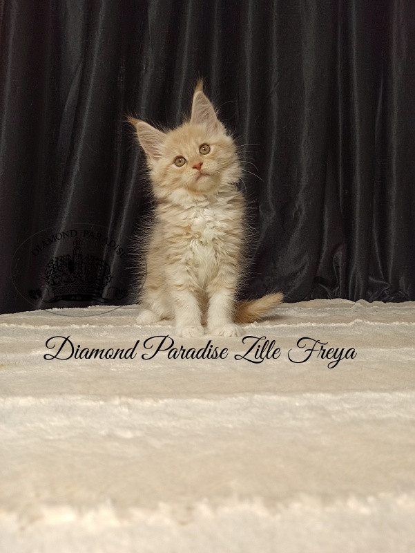 Diamond Paradise Zille Freya - Kitten maine-coon 2 months