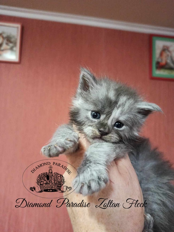 Diamond  Paradise  Zoltan Fleck - Кошеня мейн-кун 3,5 тижні