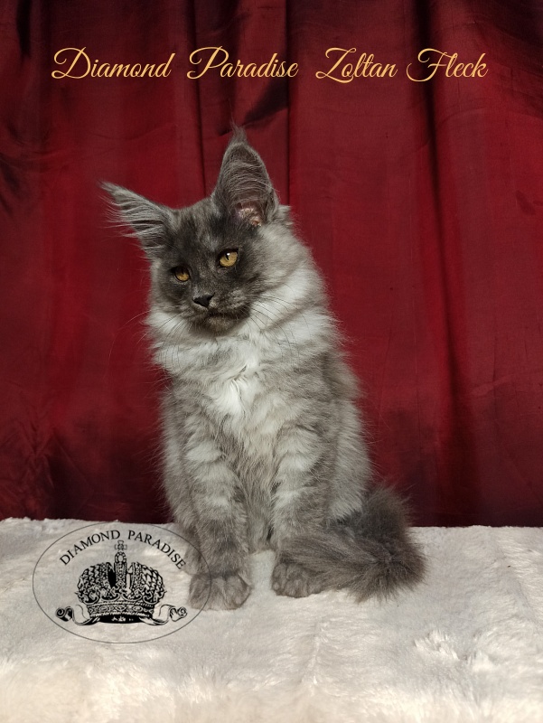 Diamond  Paradise  Zoltan Fleck - Кошеня мейн-кун 3 місяця 1 тиждень