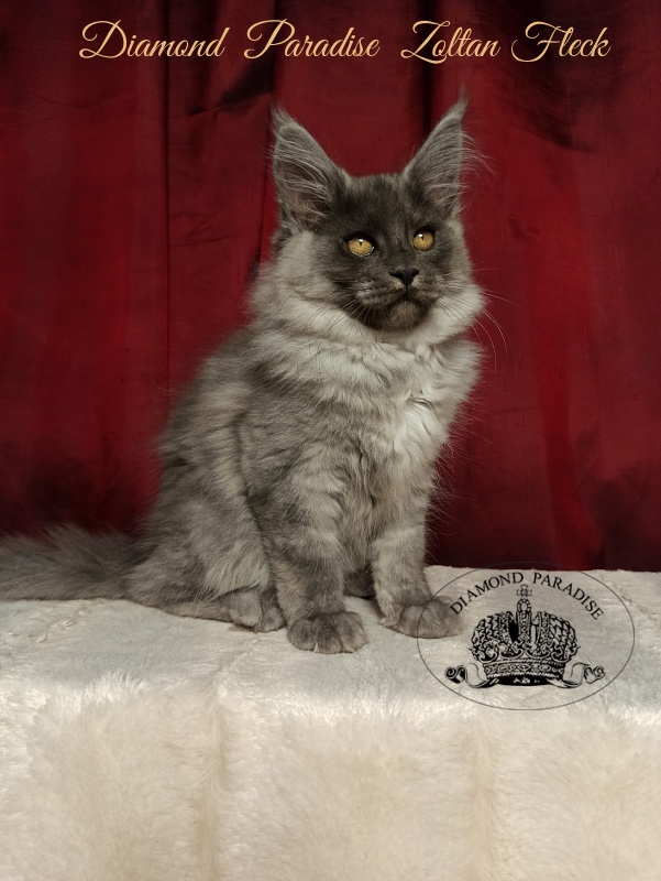 Diamond  Paradise  Zoltan Fleck - Кошеня мейн-кун 3 місяця 1 тиждень