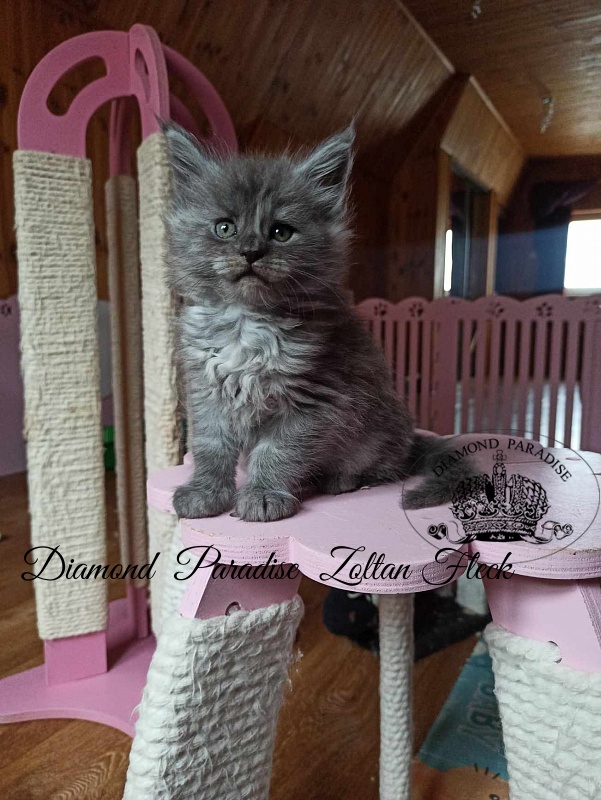 Diamond  Paradise  Zoltan Fleck - Кошеня мейн-кун 1 місяць 2 тижні