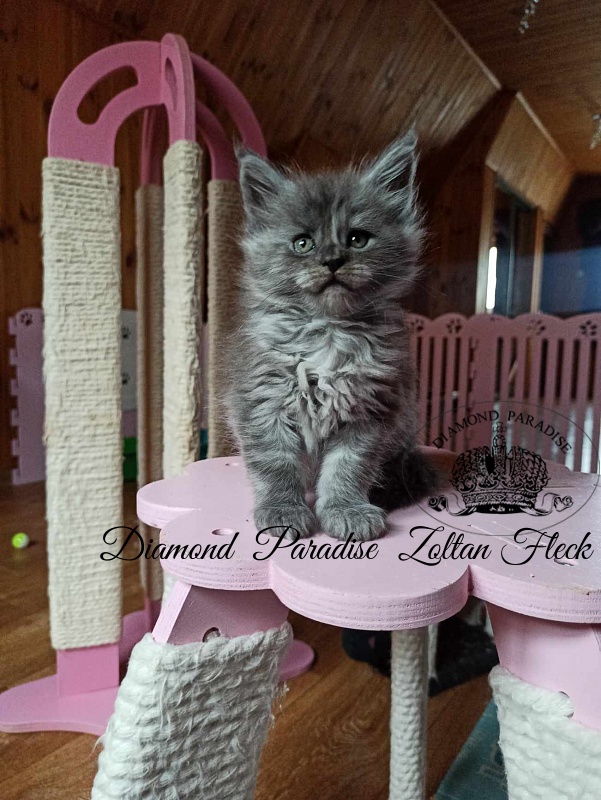 Diamond  Paradise  Zoltan Fleck - Кошеня мейн-кун 1 місяць 2 тижні