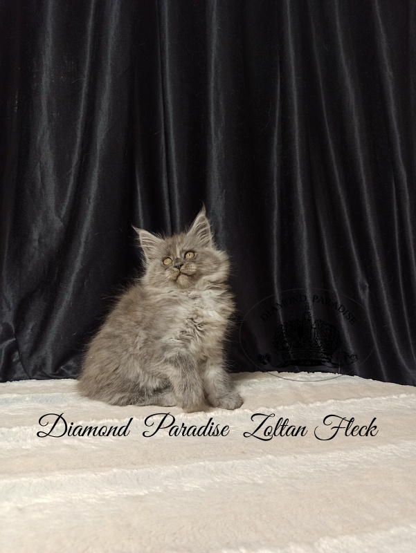 Diamond  Paradise  Zoltan Fleck - Кошеня мейн-кун 2 місяця