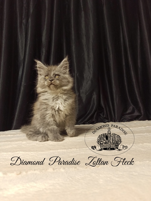 Diamond  Paradise  Zoltan Fleck - Кошеня мейн-кун 2 місяця