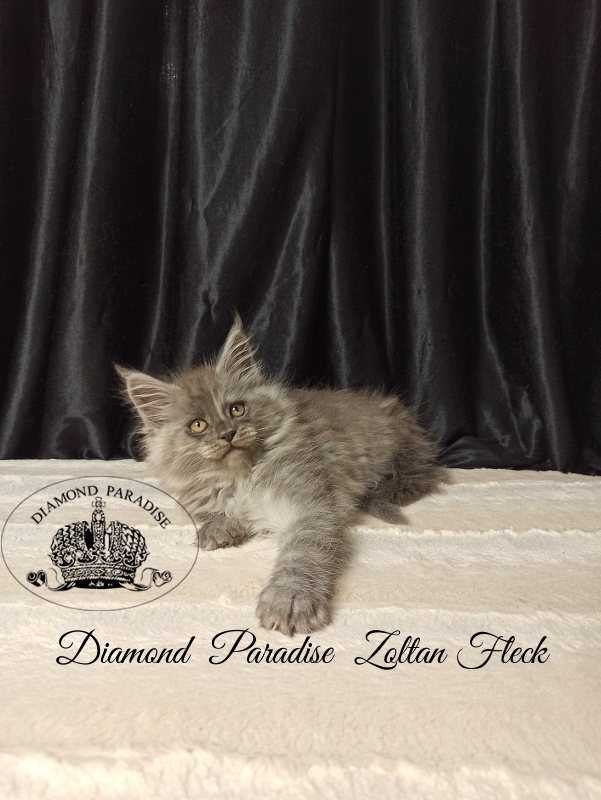 Diamond  Paradise  Zoltan Fleck - Кошеня мейн-кун 2 місяця