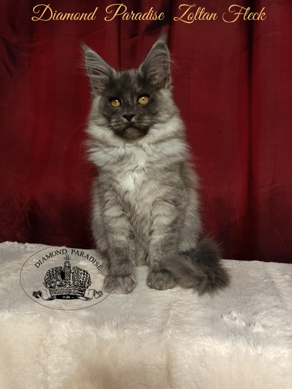 Diamond  Paradise  Zoltan Fleck - Кошеня мейн-кун 3 місяця 1 тиждень