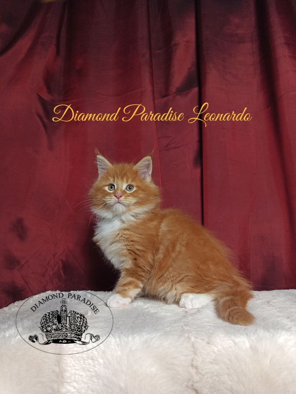Diamond Paradise Leonardo - Kitten maine-coon 1 month 2.5 weeks
