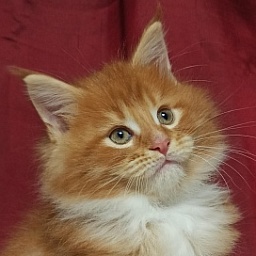 Diamond Paradise Leonardo