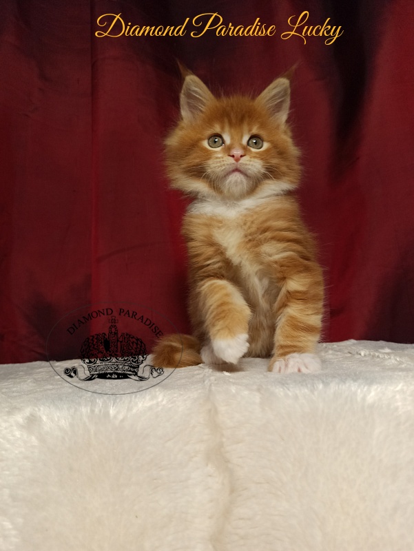 Diamond Paradise Lucky - Кошеня мейн-кун 1 місяць 2,5 тижні