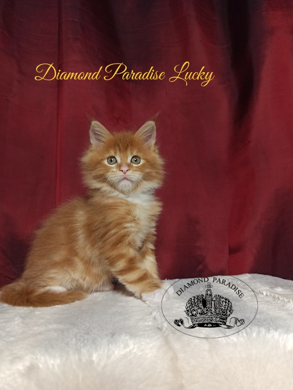 Diamond Paradise Lucky - Кошеня мейн-кун 1 місяць 2,5 тижні