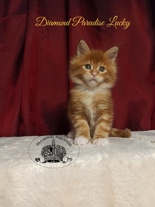 Diamond Paradise Lucky - Кошеня мейн-кун 1 місяць 2,5 тижні