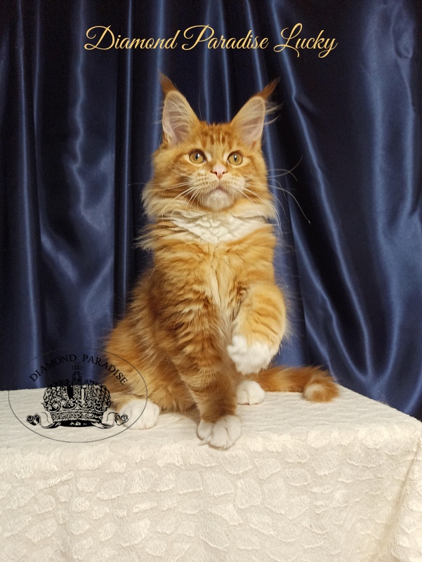 Diamond Paradise Lucky - Кошеня мейн-кун 3 місяця 2 тижні