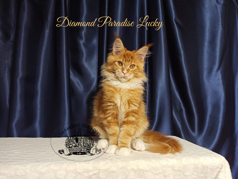 Diamond Paradise Lucky - Кошеня мейн-кун 3 місяця 2 тижні