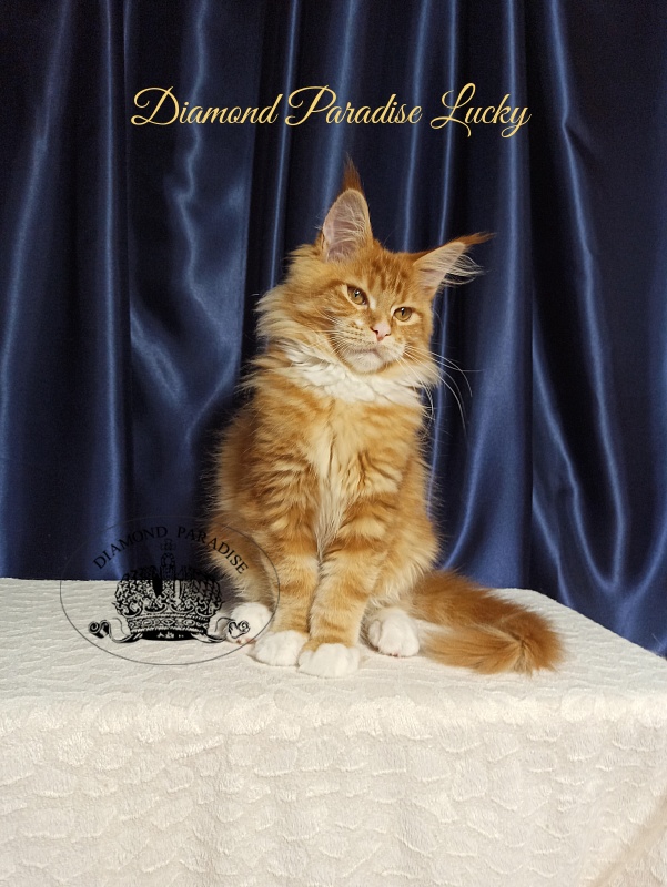 Diamond Paradise Lucky - Кошеня мейн-кун 3 місяця 2 тижні