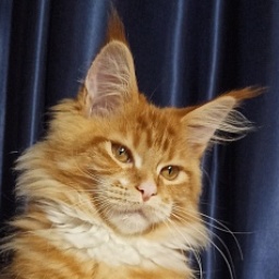 Diamond Paradise Lucky