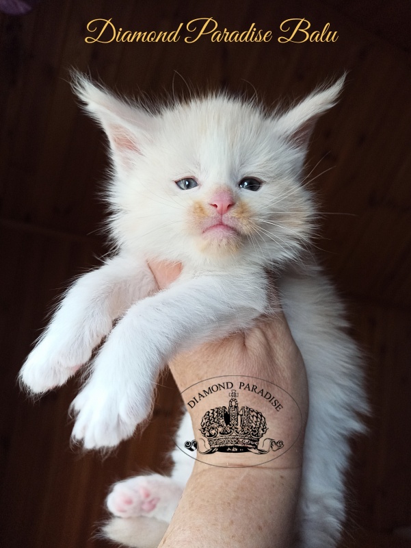 Diamond Paradise Balu - Kitten maine-coon 1 month