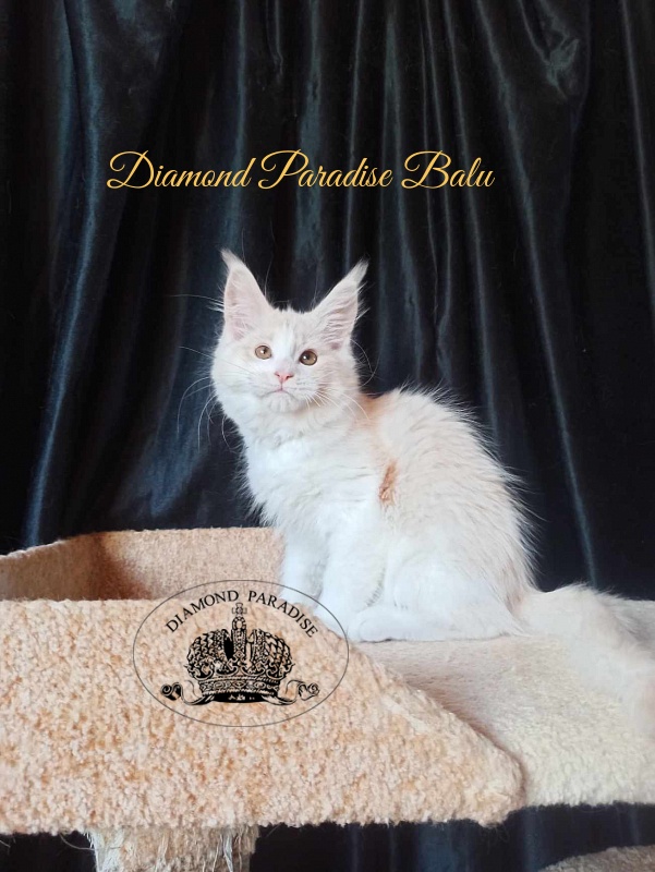 Diamond Paradise Balu - Kitten maine-coon 3 months