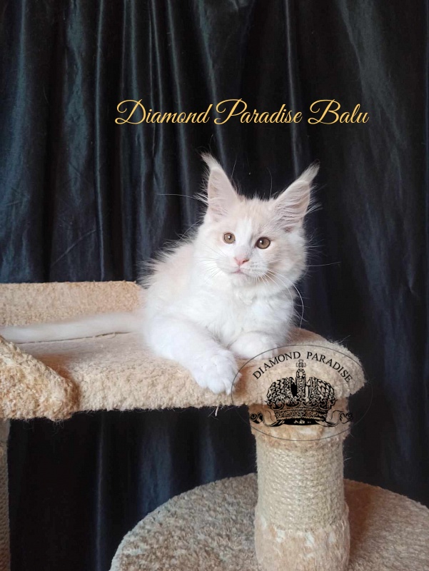 Diamond Paradise Balu - Kitten maine-coon 3 months