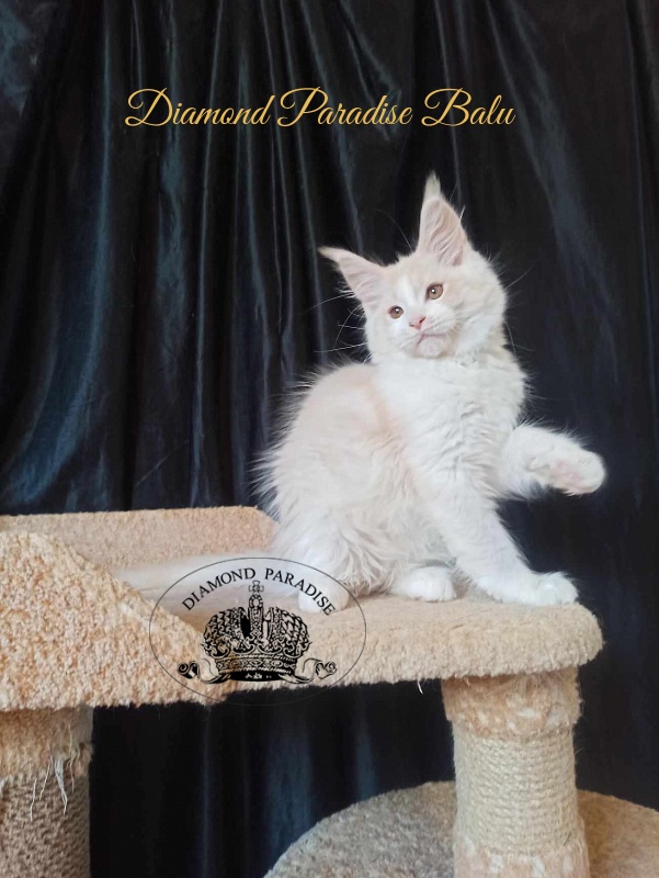 Diamond Paradise Balu - Kitten maine-coon 3 months