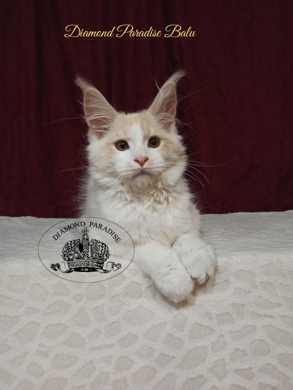 Diamond Paradise Balu - Kitten maine-coon 3 months 3 weeks