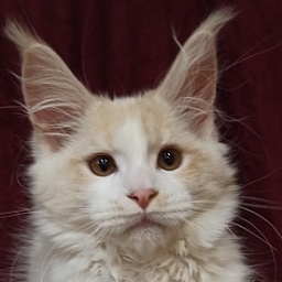 Diamond Paradise Balu