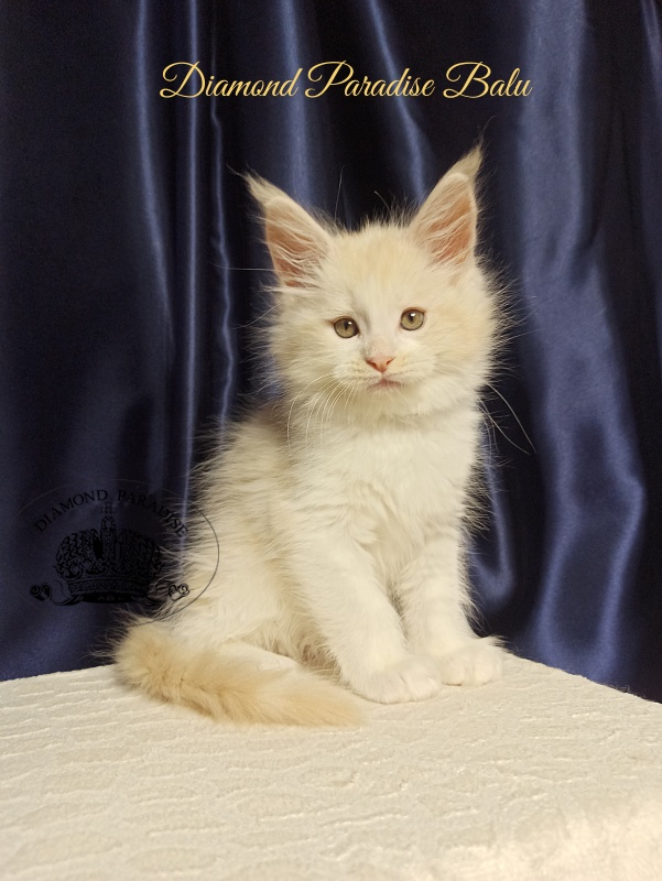 Diamond Paradise Balu - Kitten maine-coon 2 months