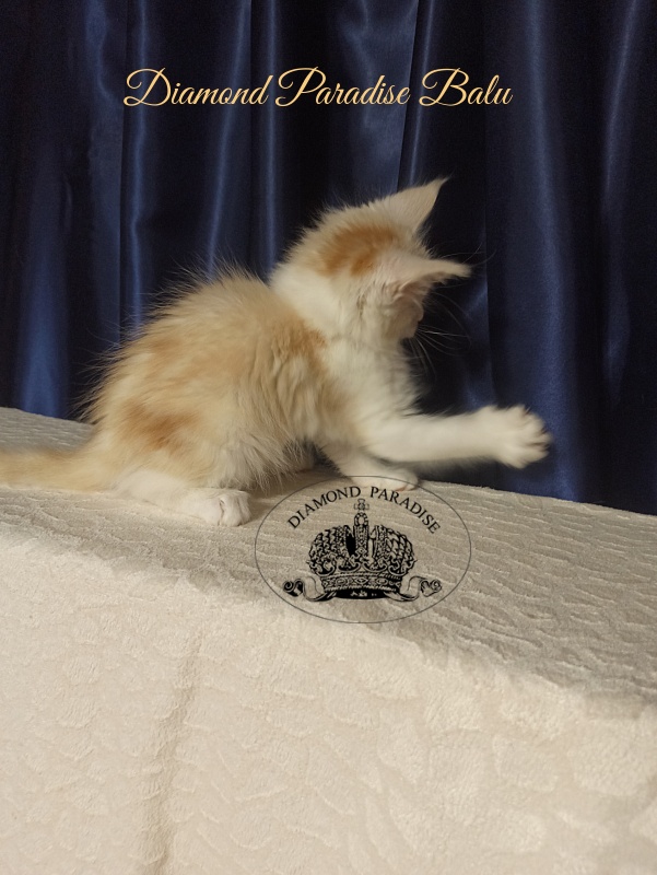 Diamond Paradise Balu - Kitten maine-coon 2 months