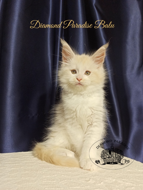 Diamond Paradise Balu - Kitten maine-coon 2 months