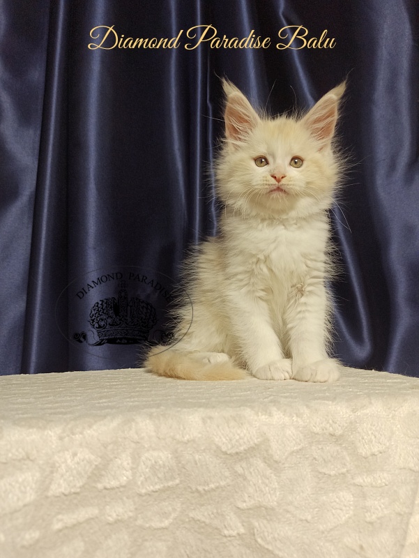 Diamond Paradise Balu - Kitten maine-coon 2 months