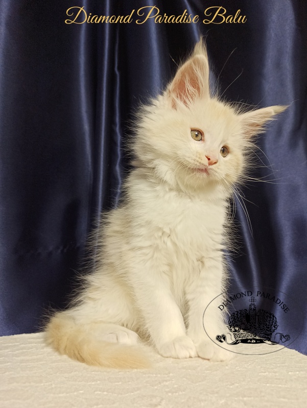 Diamond Paradise Balu - Kitten maine-coon 2 months