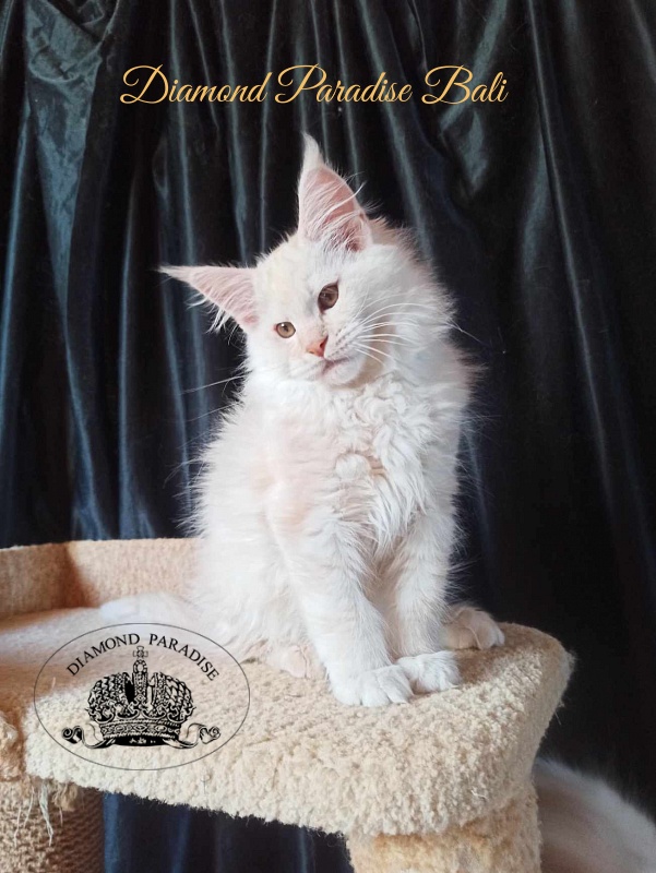 Diamond Paradise Bali - Kitten maine-coon 3 months