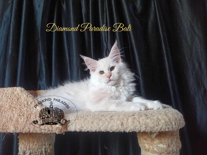 Diamond Paradise Bali - Kitten maine-coon 3 months