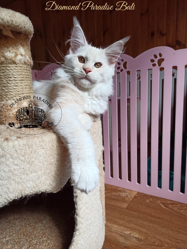 Diamond Paradise Bali - Kitten maine-coon 3 months 4 weeks