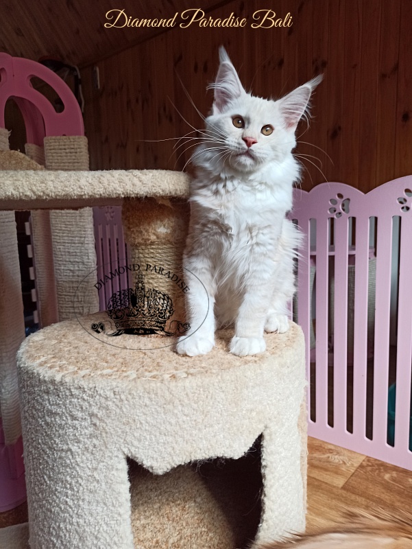 Diamond Paradise Bali - Kitten maine-coon 3 months 4 weeks
