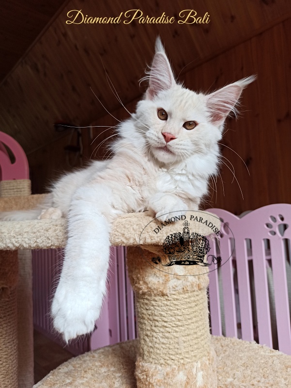 Diamond Paradise Bali - Kitten maine-coon 3 months 4 weeks