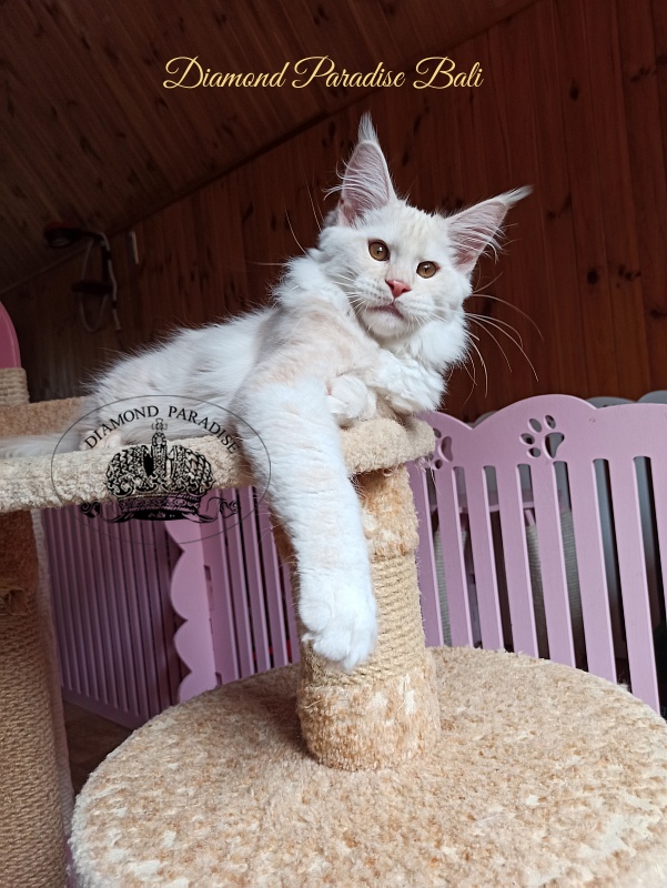 Diamond Paradise Bali - Kitten maine-coon 3 months 4 weeks