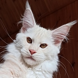 Diamond Paradise Bali