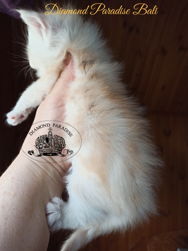Diamond Paradise Bali - Kitten maine-coon 1 month