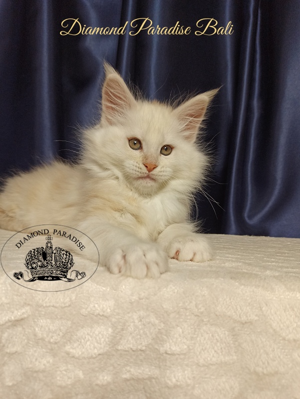 Diamond Paradise Bali - Kitten maine-coon 2 months