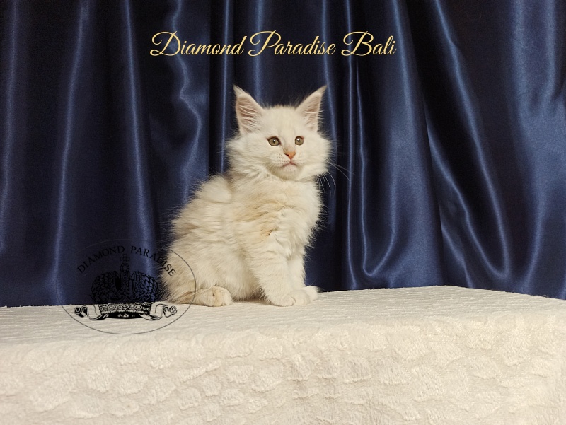Diamond Paradise Bali - Kitten maine-coon 2 months
