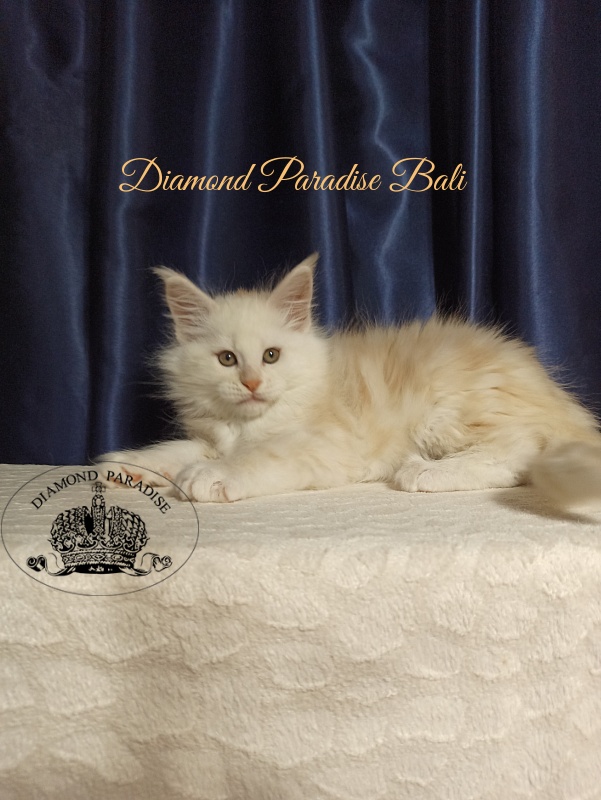 Diamond Paradise Bali - Kitten maine-coon 2 months