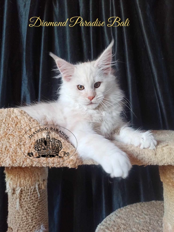 Diamond Paradise Bali - Kitten maine-coon 3 months