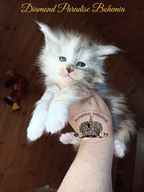 Diamond Paradise Bohemia - Kitten maine-coon 1 month