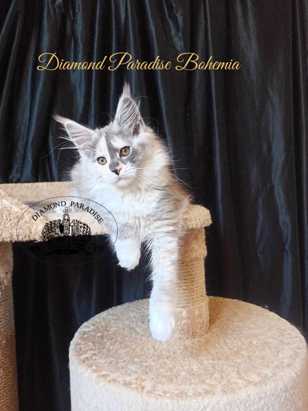 Diamond Paradise Bohemia - Kitten maine-coon 3 months