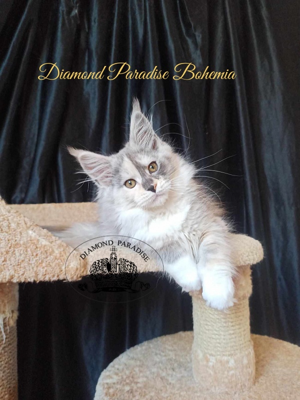 Diamond Paradise Bohemia - Kitten maine-coon 3 months